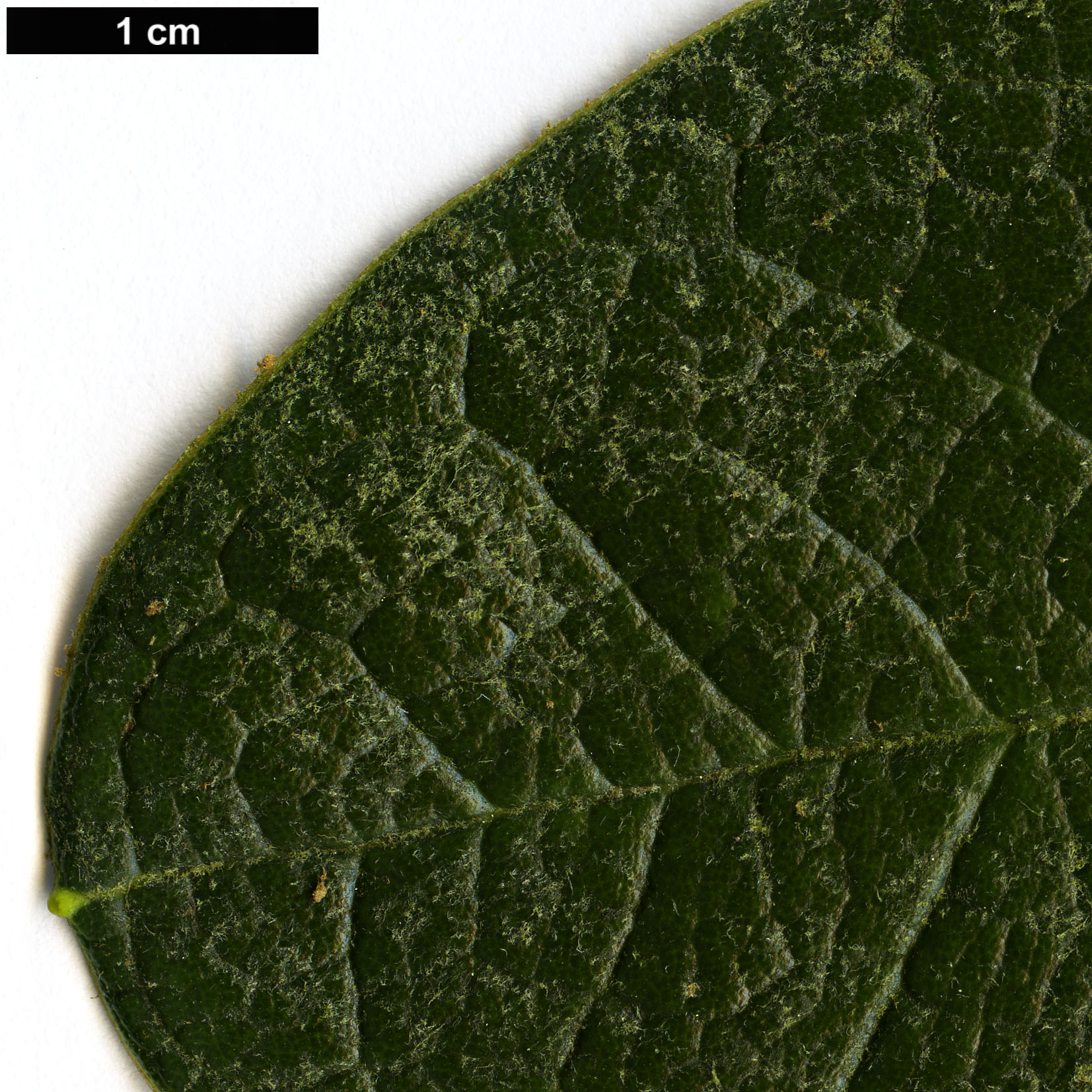 High resolution image: Family: Ericaceae - Genus: Rhododendron - Taxon: falconeri - SpeciesSub: subsp. eximium